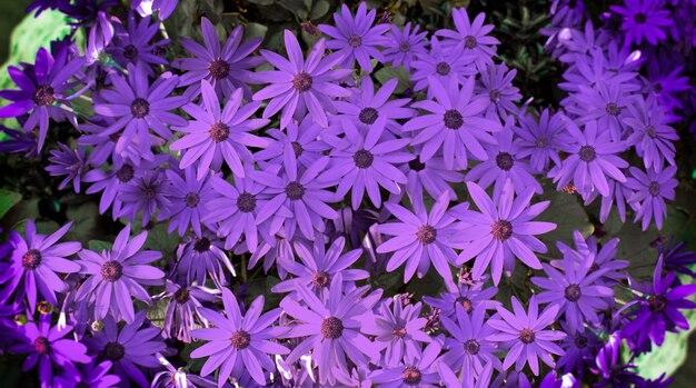 Photo close-up of purple flowering plants