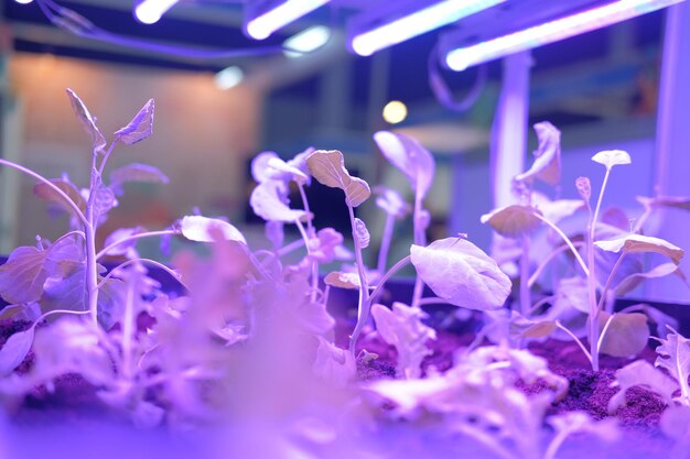 Close-up of purple flowering plants