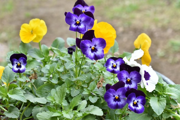 Foto close-up di piante a fiore viola