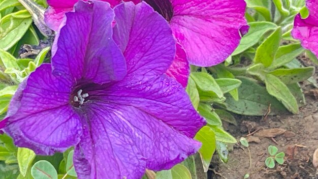 Close-up of purple flowering plants