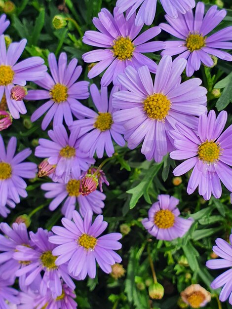 Close-up of purple flowering plants