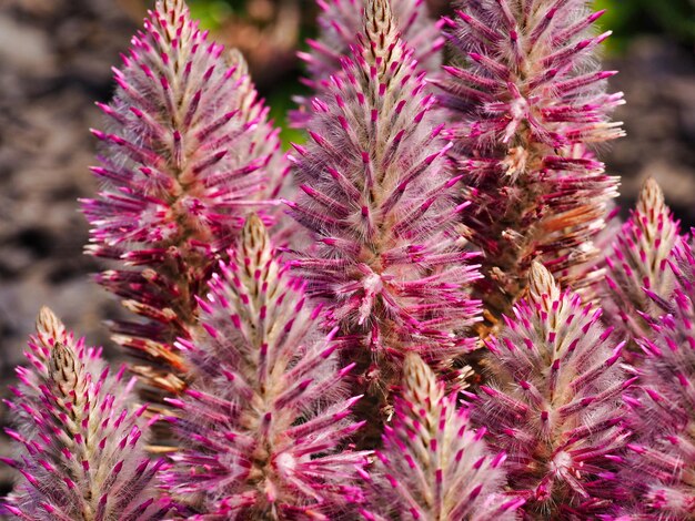 Photo close-up of purple flowering plants