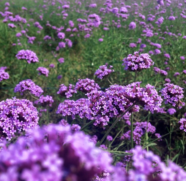 Close-up of purple flowering plants