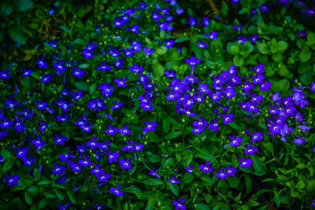 Close-up of purple flowering plants