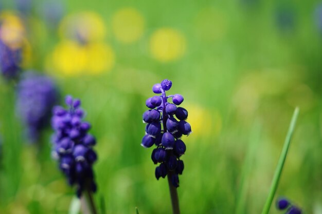 Foto close-up di piante a fiori viola