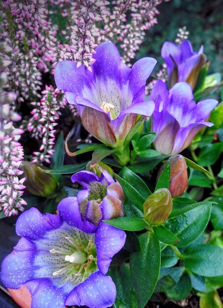 Close-up of purple flowering plants