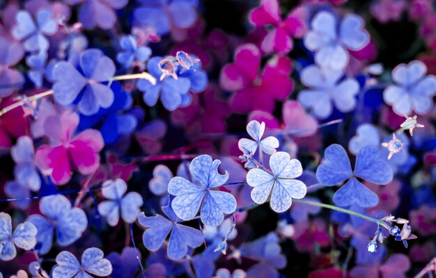 Close-up of purple flowering plants