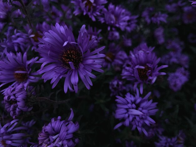 Photo close-up of purple flowering plants