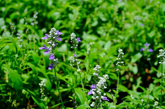 Close-up of purple flowering plants