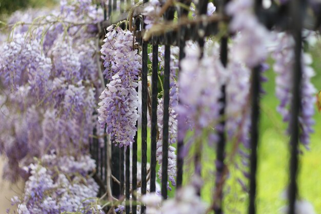 Photo close-up of purple flowering plants