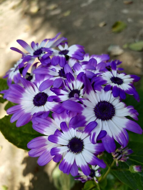 Foto close-up di piante a fiori viola