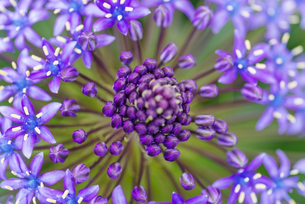 Photo close-up of purple flowering plants