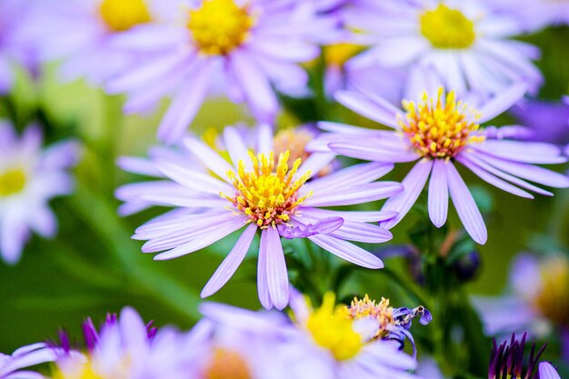 Photo close-up of purple flowering plants