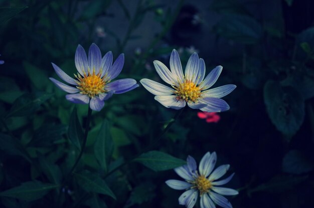 Close-up of purple flowering plants