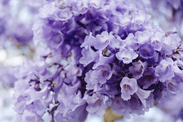 紫の花を ⁇ かせる植物のクローズアップ