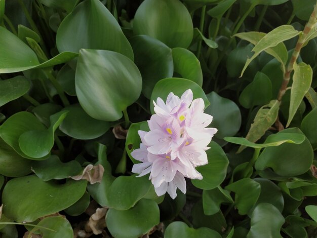 Close-up of purple flowering plants