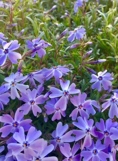 Close-up of purple flowering plants