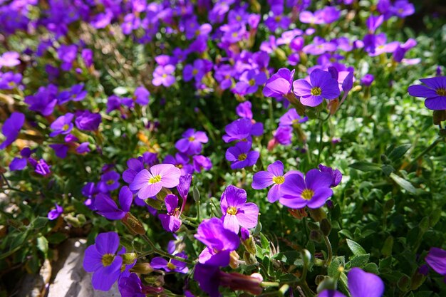 Close-up of purple flowering plants