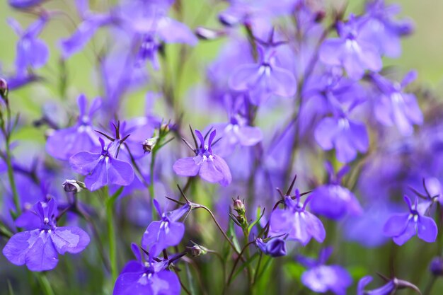 Close-up of purple flowering plants