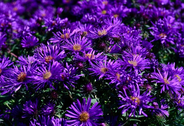 Close-up of purple flowering plants