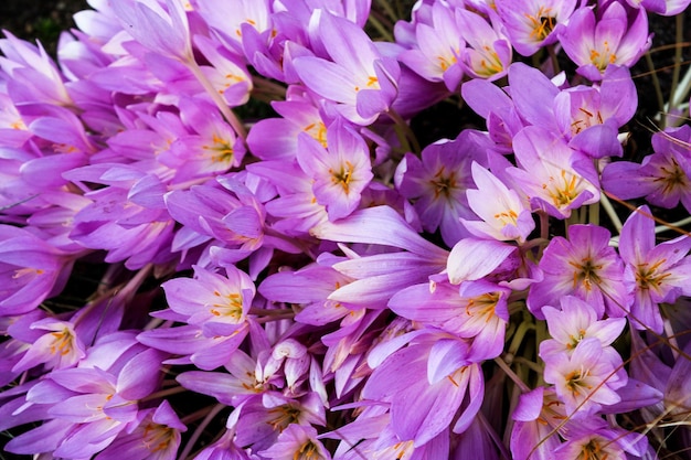 Close-up of purple flowering plants