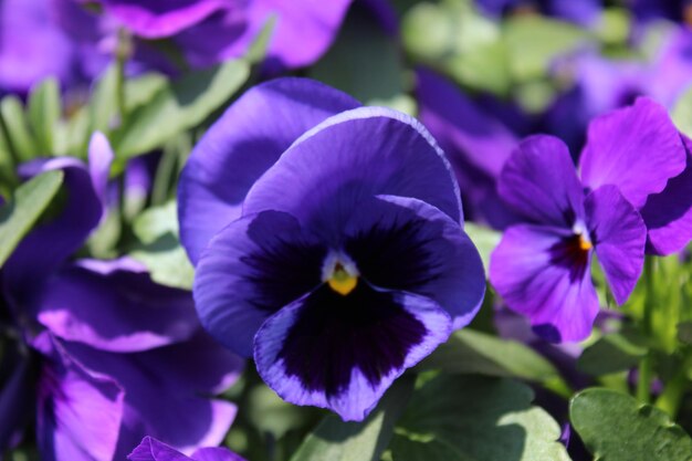 Close-up of purple flowering plants