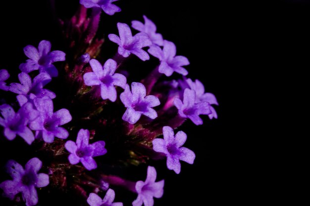 Foto close-up di fiori viola su sfondo nero