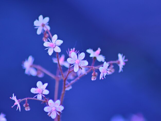 Close-up of purple flowers against blue sky