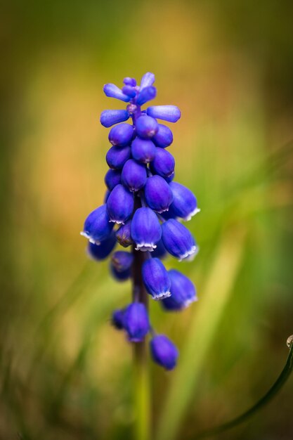 Foto close-up di fiori viola su uno sfondo sfocato