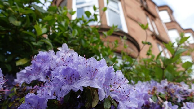 Close-up of purple flowers against blurred background