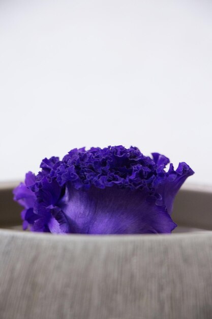 Photo close-up of purple flowers against white background