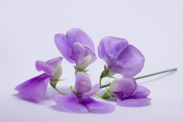 Close-up of purple flowers against white background