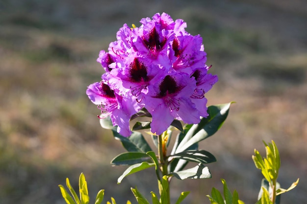 Close up on the purple flowers of azalea japonica Konigstein japanese azalea Pistil and stamens are visible