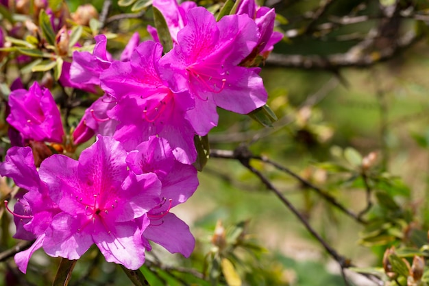 Крупным планом на фиолетовых цветках азалии японской Konigstein видны пестики и тычинки японской азалии