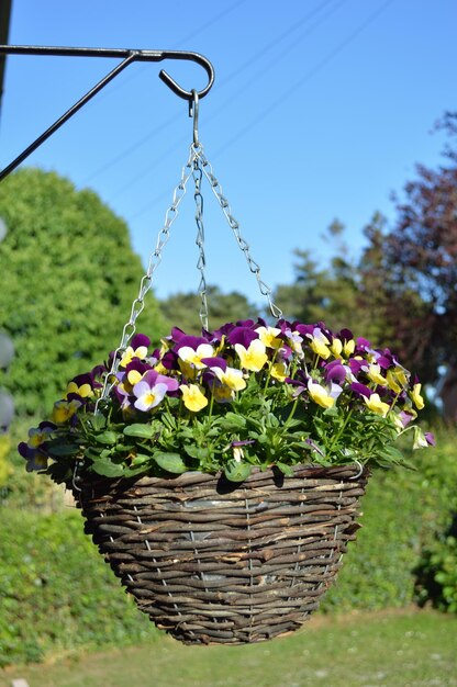 Foto close-up di fiori viola in cesto