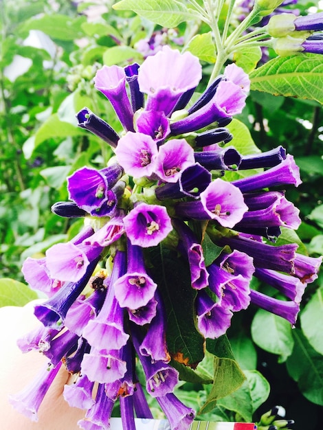 Close-up of purple flowers in bloom