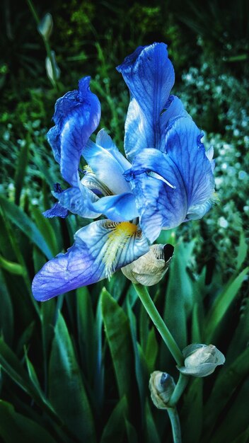 Foto close-up di fiori viola che fioriscono contro il cielo blu