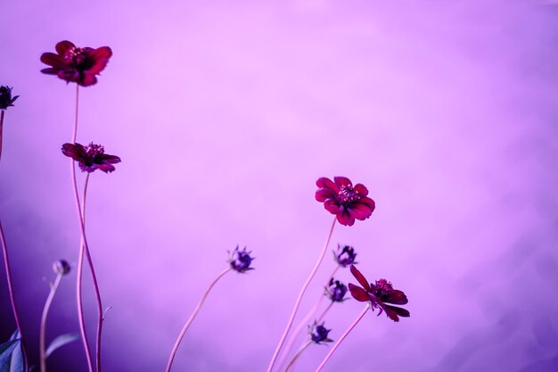Close-up of purple flowers blooming against sky