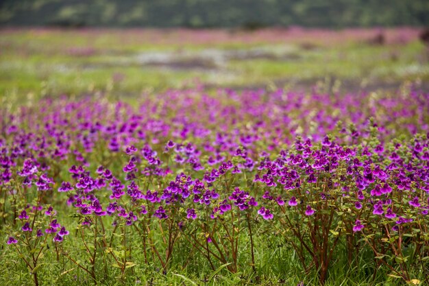 Photo close-up of purple flowers blooming in field