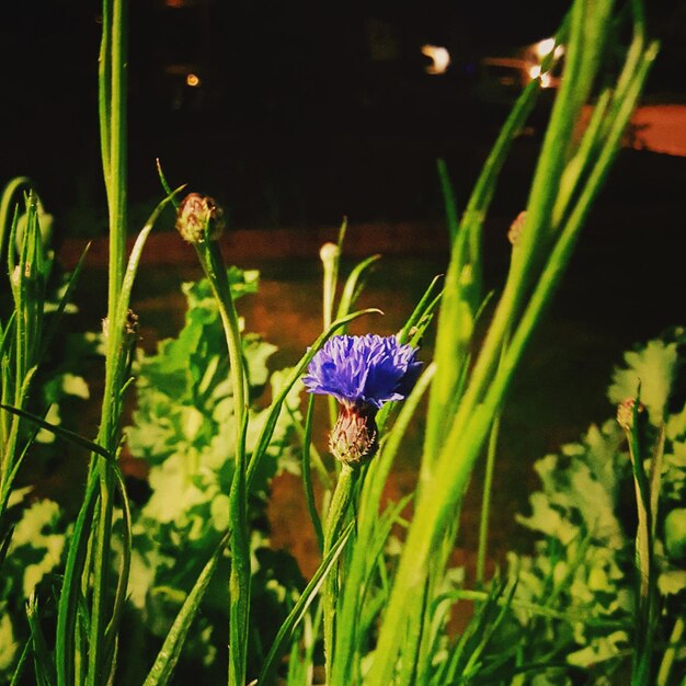 Photo close-up of purple flowers blooming in field