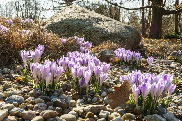 Close-up of purple flowers blooming in field