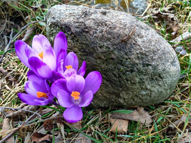 Close-up of purple flowers blooming in field