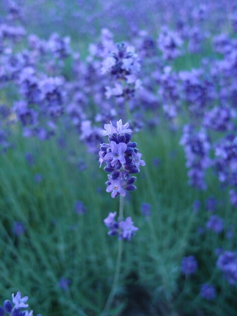 Close-up of purple flowers blooming in field