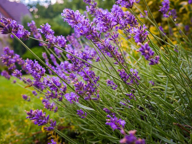 Photo close-up of purple flowers blooming in field