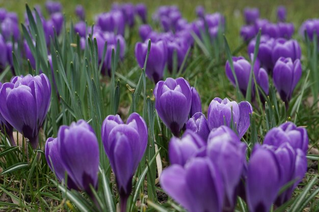 Photo close-up of purple flowers blooming in field