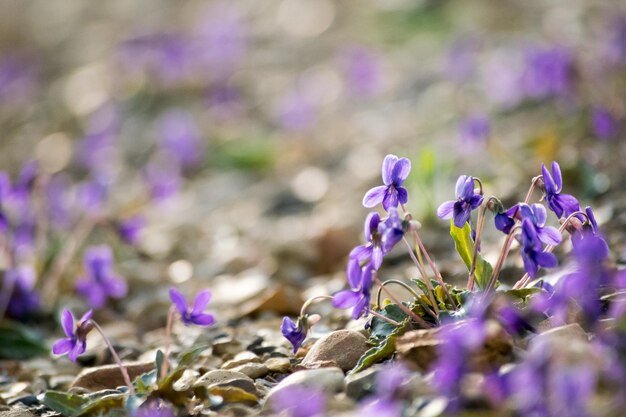 野原で ⁇ いている紫の花のクローズアップ