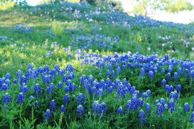 Close-up of purple flowers blooming in field