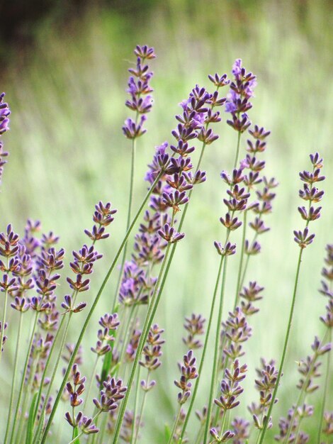 Close-up of purple flowers blooming in field