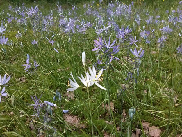 Foto close-up di fiori viola che fioriscono nel campo