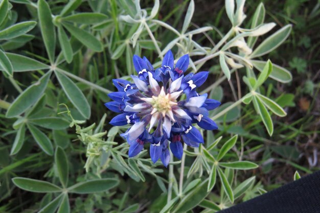 Photo close-up of purple flowers blooming in garden